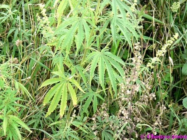 Bhoutan marijuana
