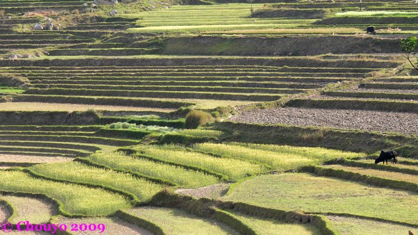 Bhoutan rizières