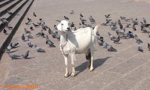 Chèvre Hyderabad