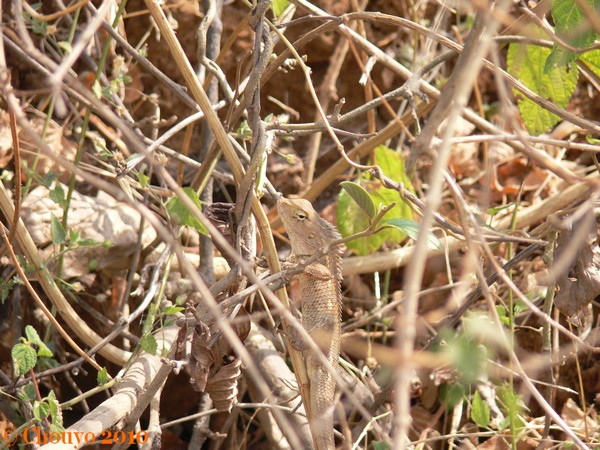 Bhaja Caves lézard Lonavla