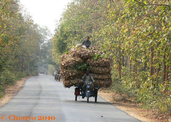 Bishnupur Feuilles