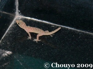 Gecko 1