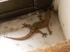 Gecko 2