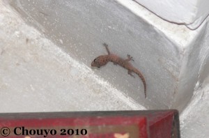 Gecko 3