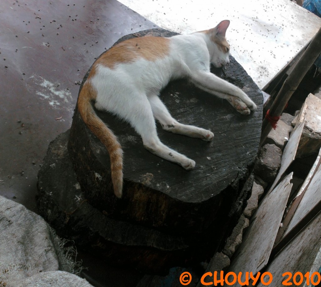 Chat marché