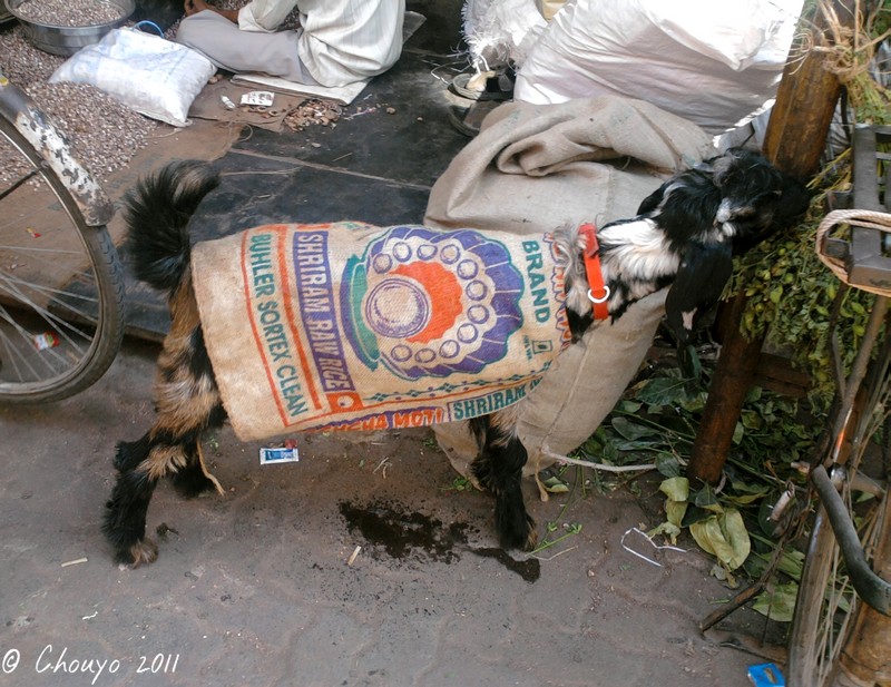 Bombay Chèvre habillée 2 blog