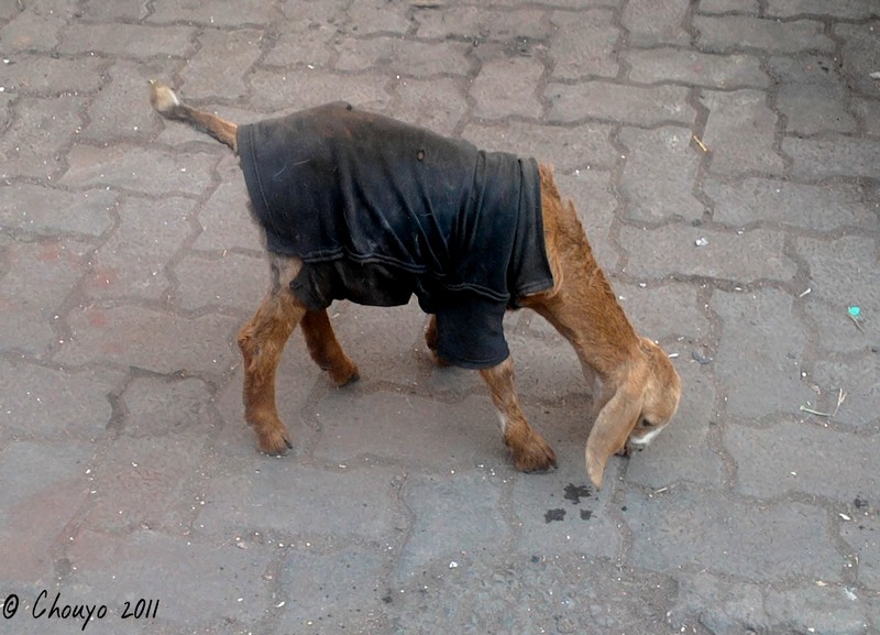 Bombay Chèvre habillée blog
