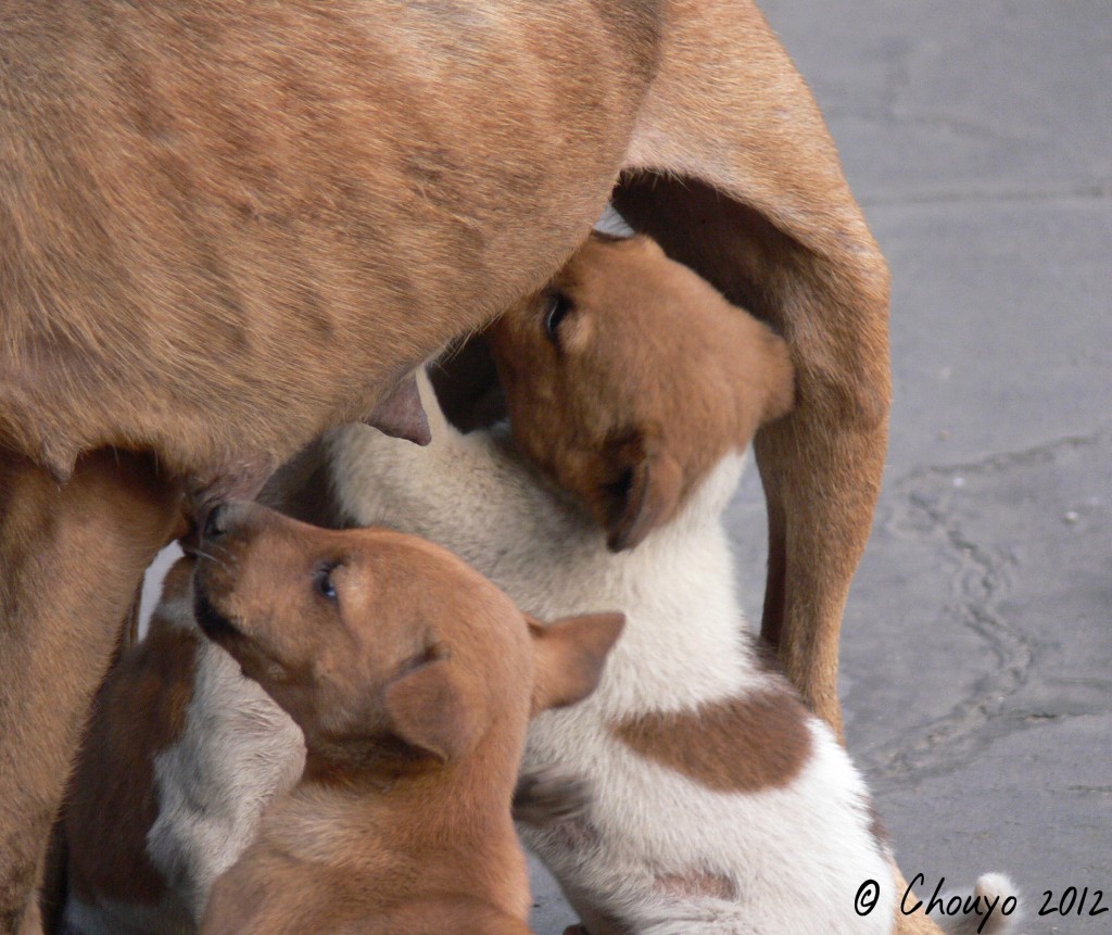 Calcutta Chiots 3