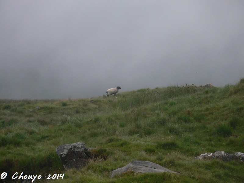Irlande Connemara Mouton