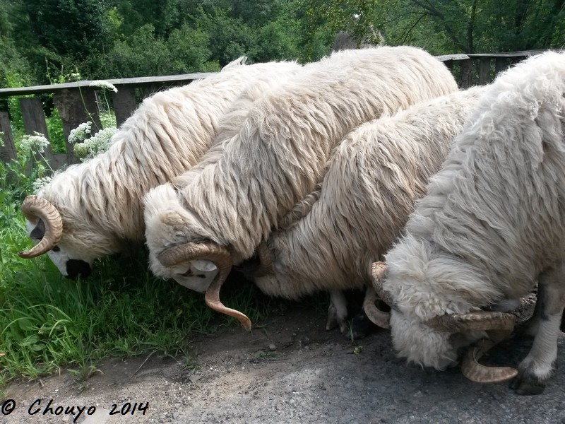 Roumanie Maramures Moutons