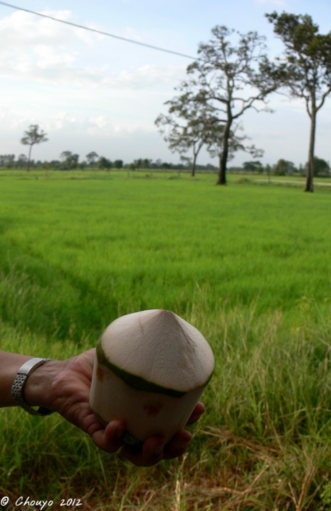 Thaïlande Noix de coco 1