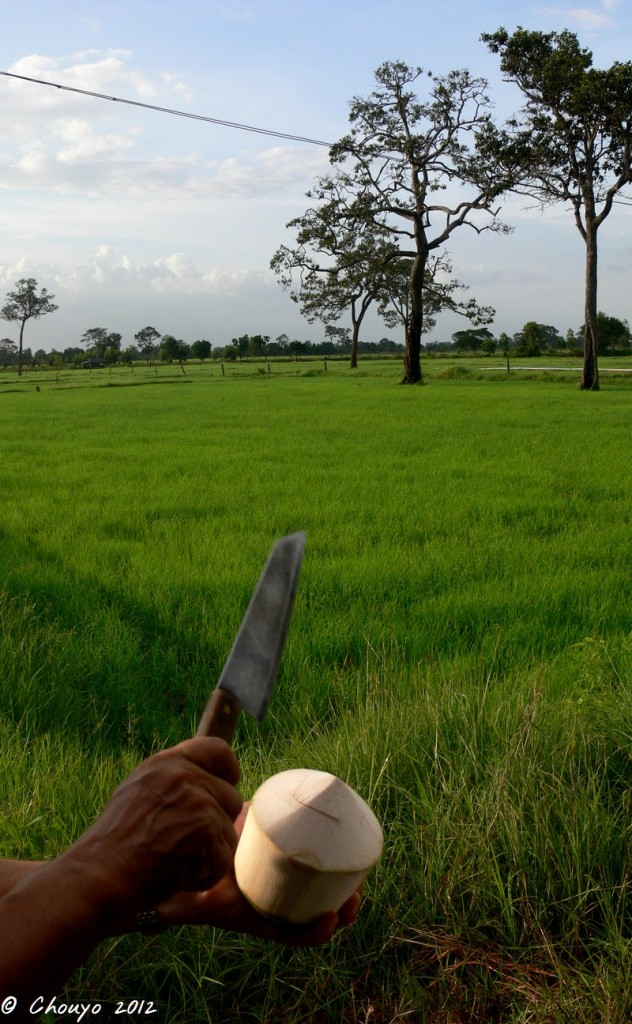 Thaïlande Noix de coco 5