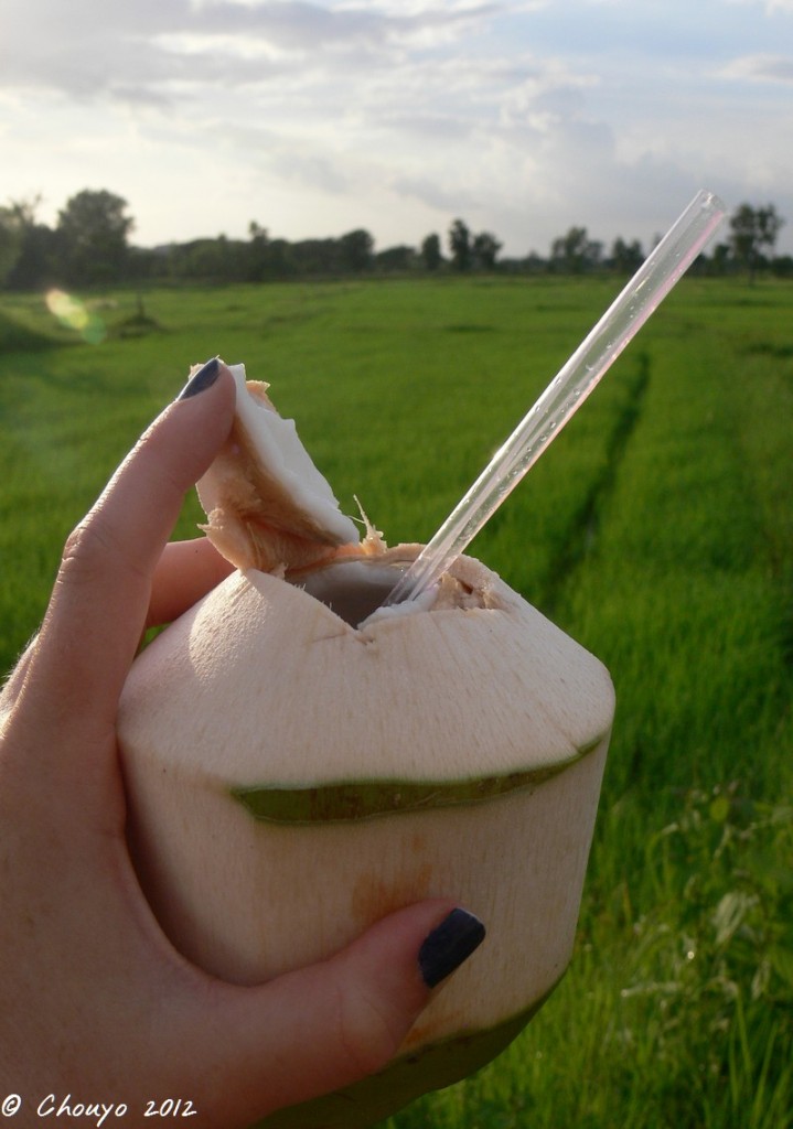 Thaïlande Noix de coco
