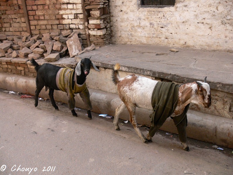 Bénarès Chèvres