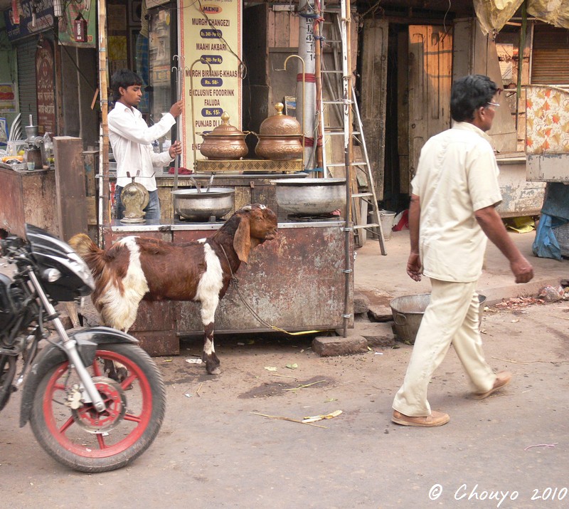 Calcutta Chèvre 2