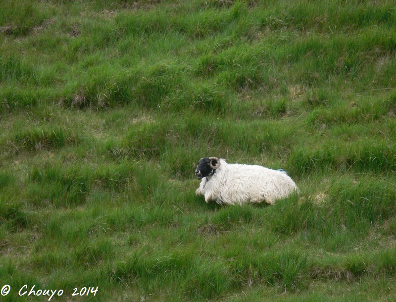 Ecosse Mouton