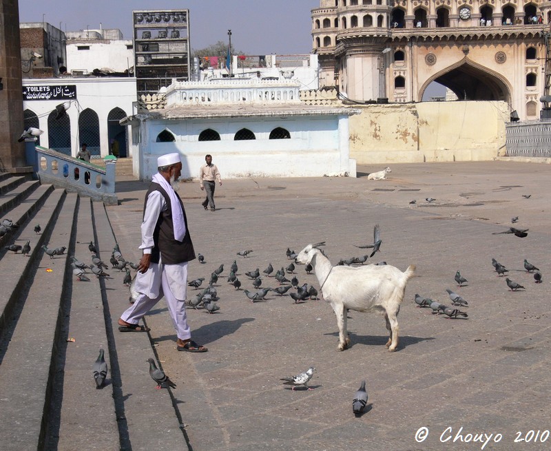 Hyderabad Chèvre