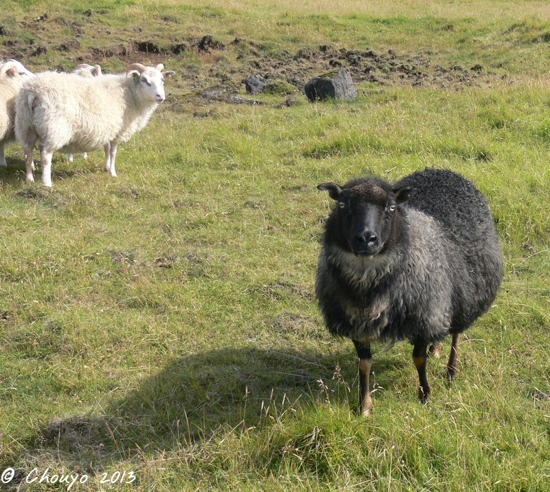 Islande Mouton 2