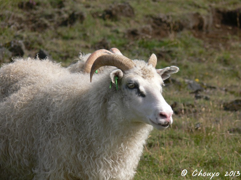 Islande Mouton 3