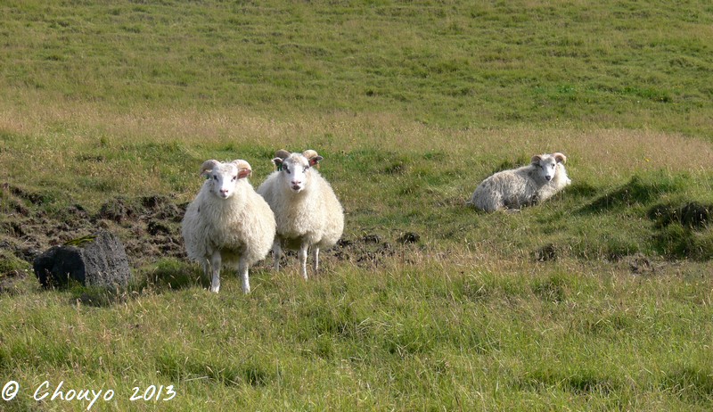 Islande Mouton 4