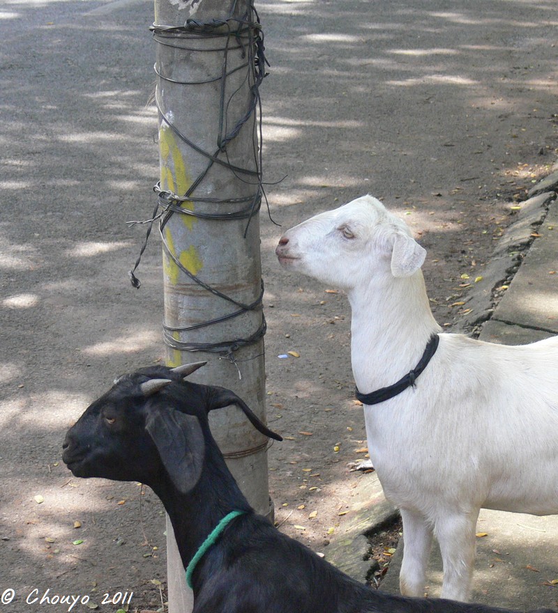 Kerala Chèvres