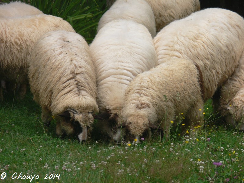 Roumanie Moutons